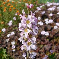 Francoa sonchifolia 